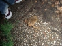 Toscana 2006
